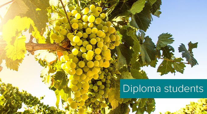 Chardonnay-grapes-in-the-vineyard.jpg