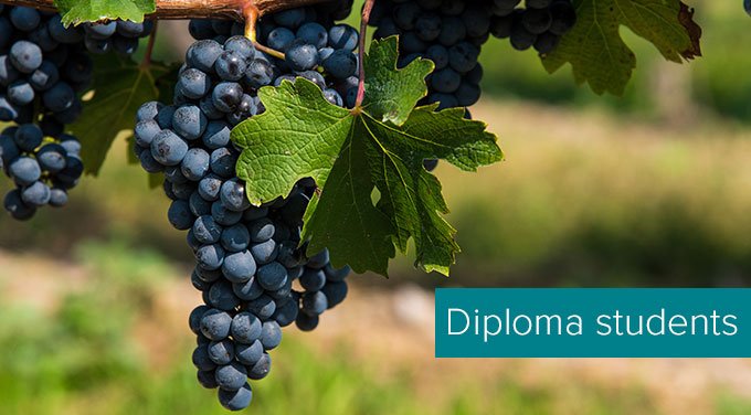 Cabernet-Sauvignon-tasting-level.jpg