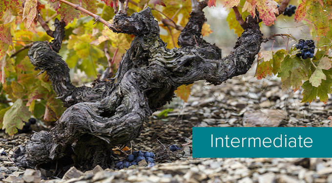 old-vine.jpg