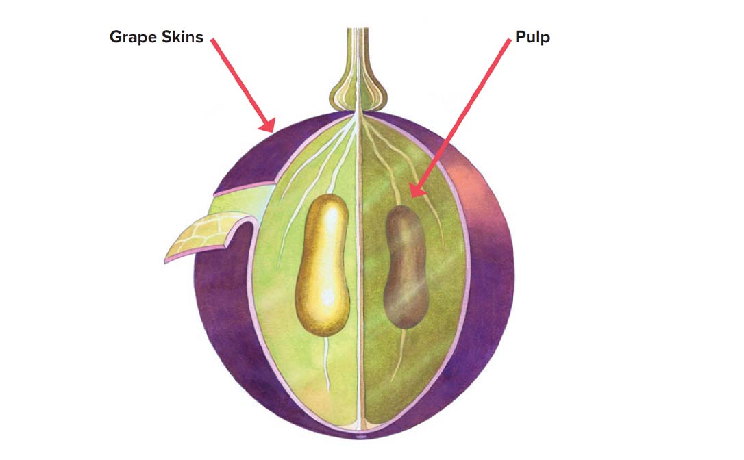 Grape dissected