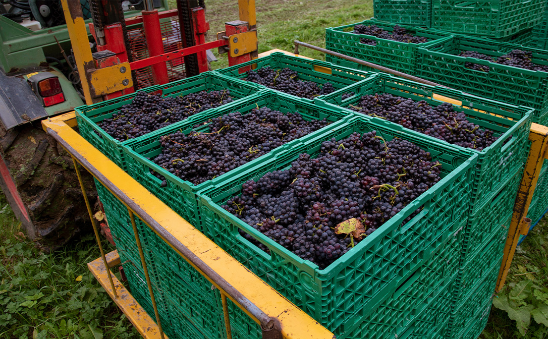Pinot Noir harvest in Kent